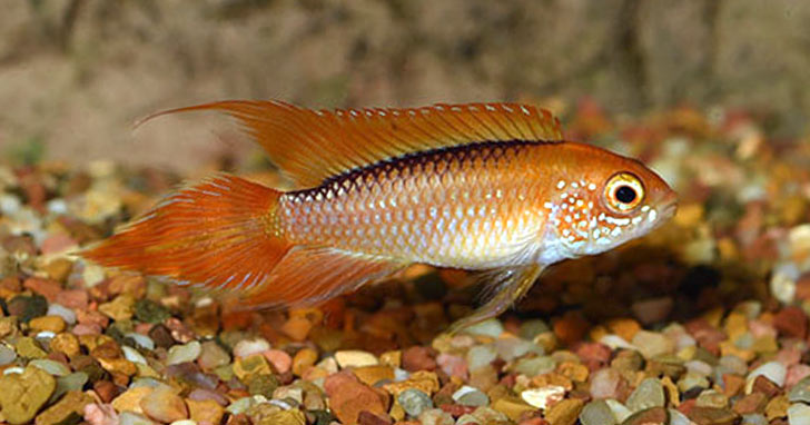 Maintaining proper water quality in the home aquarium.