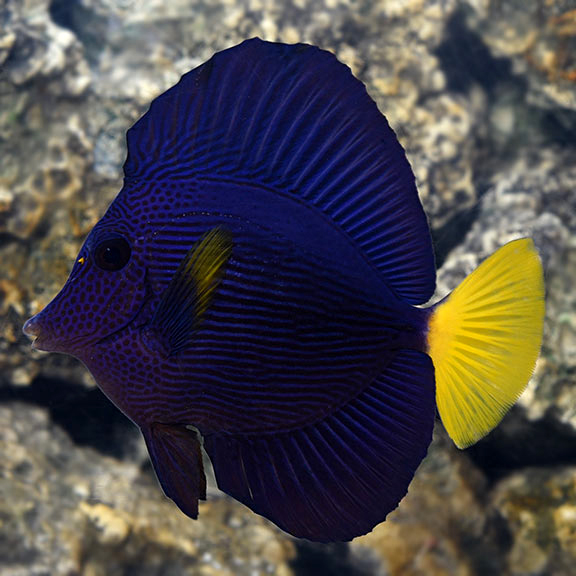 marine fish tangs & surgeons purple tang         purple tang