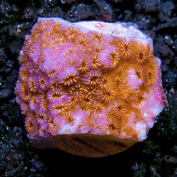 Pavona Maldivensis Coral Frag, (Aquacultured) Pavona Maldivensis Coral Frag, (Aquacultured)