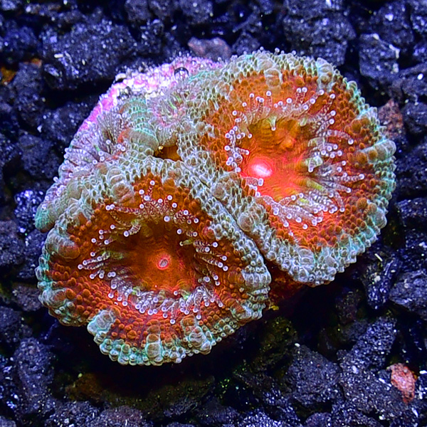 Acanthastrea Coral Frag, Red & Green Acanthastrea Coral Frag, Red & Green