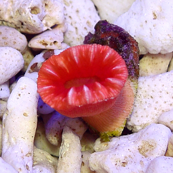 Solitary Cup Coral