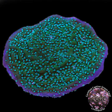 Neon Polyp True Undata, Aquacultured