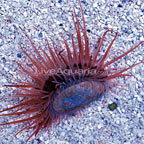 Flying Scallop