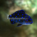 Jewel Damselfish