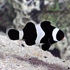 Black & White Clownfish, Captive-Bred ORA® Black & White Clownfish, Captive-Bred ORA®