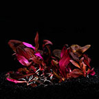 Alternanthera reineckii 'Mini' - Tropica® 1-2-Grow! Alternanthera reineckii 'Mini' - Tropica® 1-2-Grow!