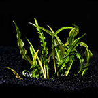 Cryptocoryne wendtii 'Green' - Tropica® 1-2-Grow! Cryptocoryne wendtii 'Green' - Tropica® 1-2-Grow!