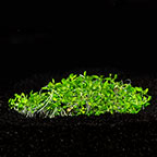 Elatine hydropiper - Tropica® 1-2-Grow! Elatine hydropiper - Tropica® 1-2-Grow!