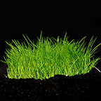 Eleocharis acicularis 'Mini' - Tropica® 1-2-Grow! Eleocharis acicularis 'Mini' - Tropica® 1-2-Grow!