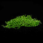Hemianthus callitrichoides 'Cuba' - Tropica® 1-2-Grow! Hemianthus callitrichoides 'Cuba' - Tropica® 1-2-Grow!