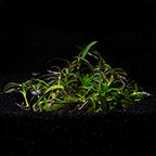 Hygrophila 'Araguaia' Tropica® 1-2-Grow! Hygrophila 'Araguaia' Tropica® 1-2-Grow!