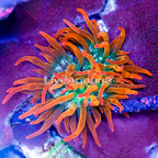 Invertebrates