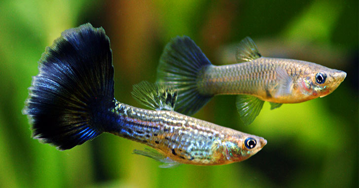 Understanding Aquarium Fish Nutrition