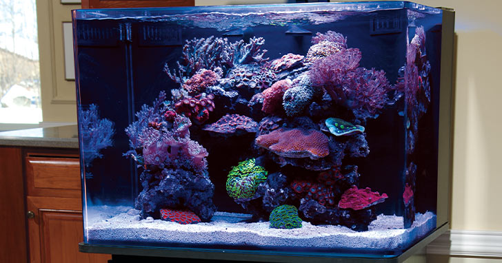 Aquascaping Nano Reef Aquariums: How to Maximize Limited Aquarium Space
