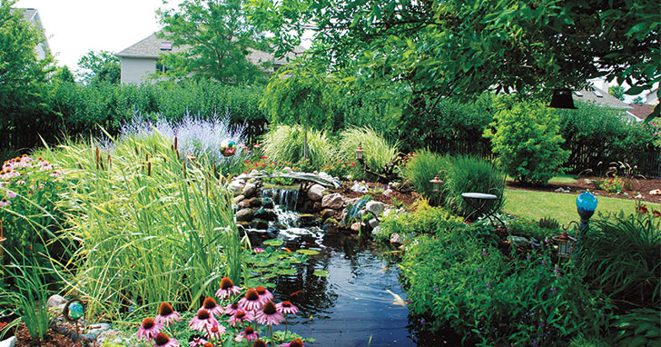 Warm Weather Tips for Ponds & Water Gardens