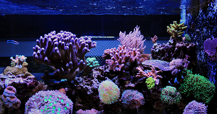 Do’s  and Don’ts of LEDs in Aquarium Lighting