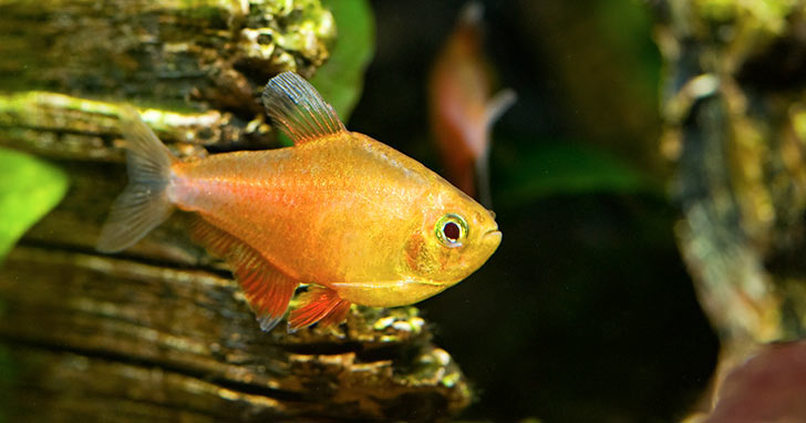 Serpae Tetras & a Diamond Tetra in a Freshwater Planted Community Aquarium