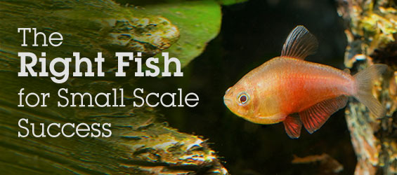 The Right Fish for Small Scale Success