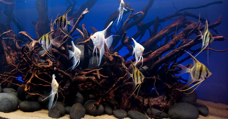 How to Showcase Your Aquarium Fish - African Rift Lake Cichlids