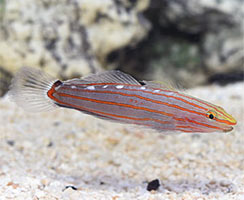 Popular Saltwater Fish for Beginners - Court Jester Goby