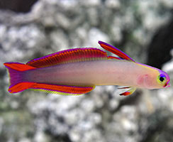 Popular Saltwater Fish for Beginners - Firefish
