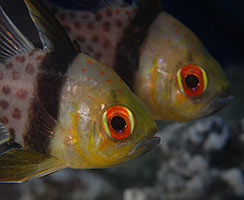 Popular Saltwater Fish for Beginners - Pajama Cardinalfish