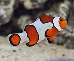 Popular Saltwater Fish for Beginners - Clownfish