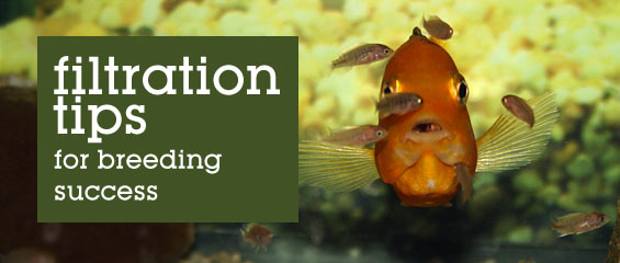 Sponge Filters & Breeding Aquariums: Filtration Tips for Breeding Success