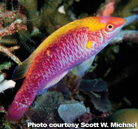 The Best Reef Wrasses; Part 2; Fairy Wrasse