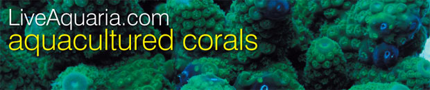 About our Aquacultured Corals