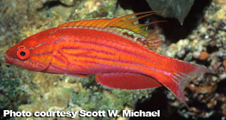 The Best Reef Wrasses; Part 3; Flasher Wrasse