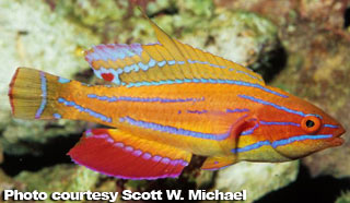 The Best Reef Wrasses; Part 3; Flasher Wrasse