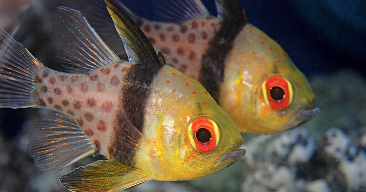 Popular Saltwater Fish for Beginners - Top 5 Choices for a Successful Saltwater Aquarium