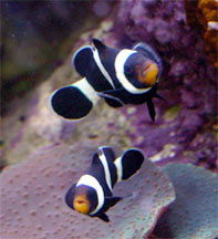 Black & White Ocellaris Clownfish - captive-bred