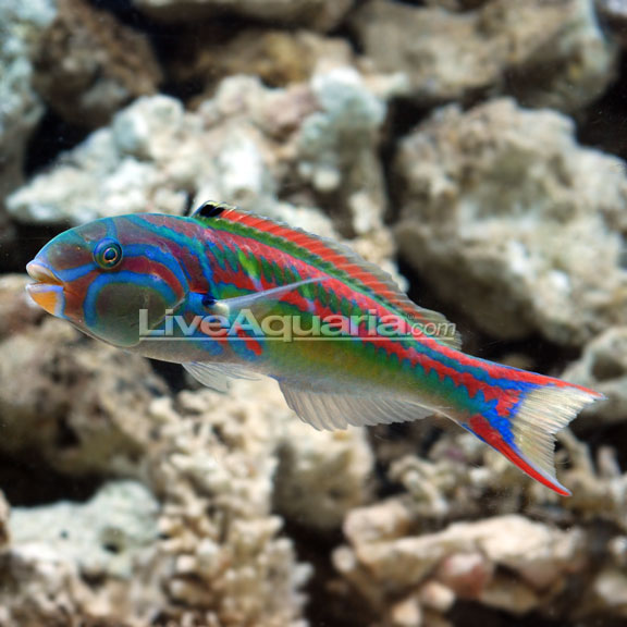 Pinkface Wrasse (Five Stripe Wrasse): Fish-Only Saltwater Aquarium Fish