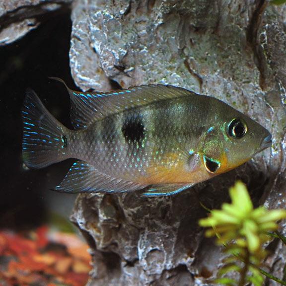 Firemouth Cichlid: New World Cichlids for Freshwater Aquariums