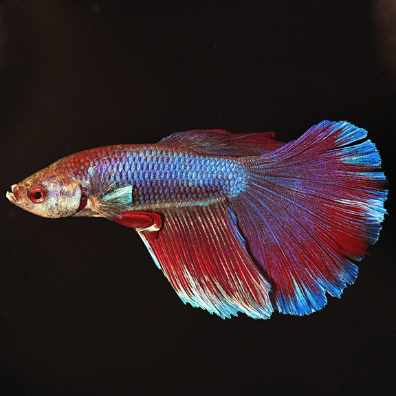 Butterfly Betta, Super Delta Tail - Male Siamese Fighting Fish