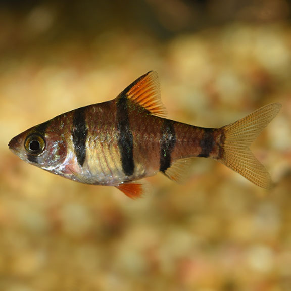 Hexazon Barb (Five Banded Barb) Freshwater Aquarium Fish