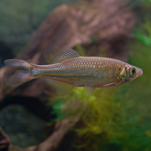 Giant Danio Minnow: Tropical Fish for Freshwater Aquariums