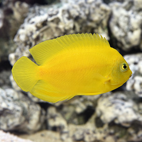 yellow angelfish