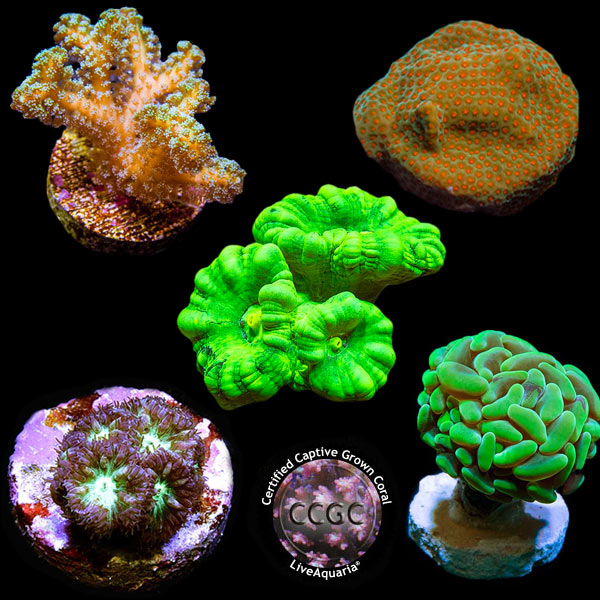 LiveAquaria® CCGC Aquacultured Coral Frag 5 Pack, Gold Edition