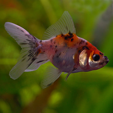 Fantail Goldfish, Calico