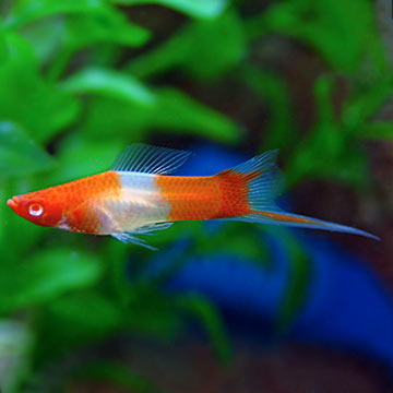 Tropical Fish for Freshwater Aquariums: Koi Swordtail