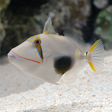 Bursa Triggerfish 