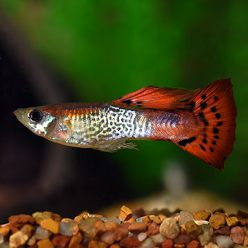 Red Cobra Guppy Group, Male