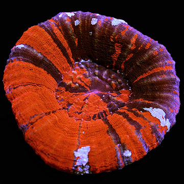 Australian Scolymia Coral, Scarlet Warpaint