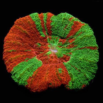 Australian Scolymia Coral, Ultra Toxic Apple