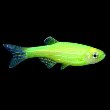 GloFish®, Electric Green® Danio 