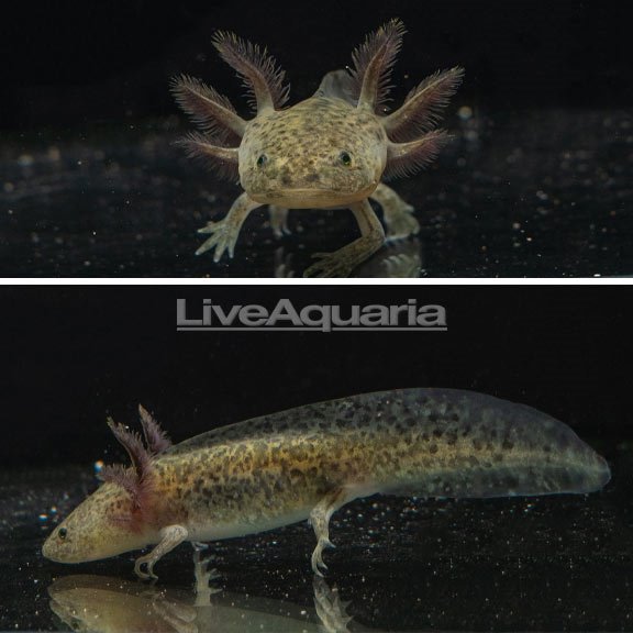 Melanoid Axolotl, GFP