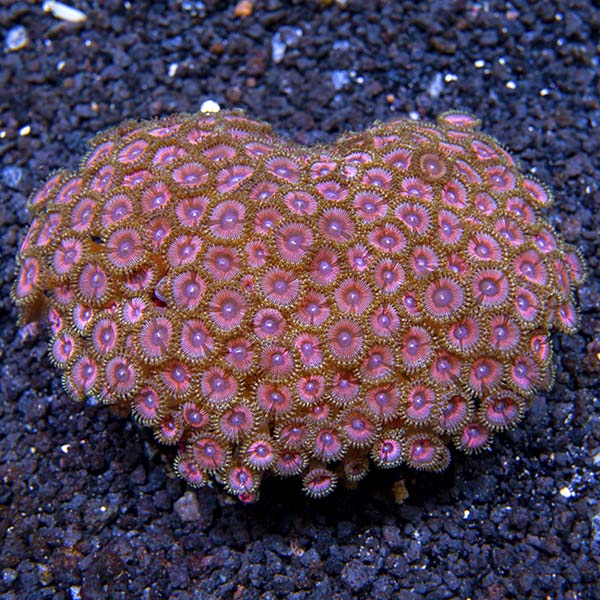 Colony Polyp, Pink Rays